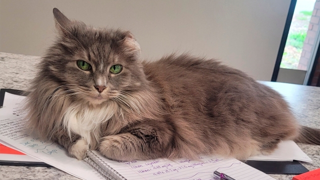 Trusted Veterinary Care in the Hunter Region