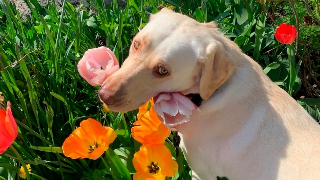 Trusted Veterinary Care in the Hunter Region