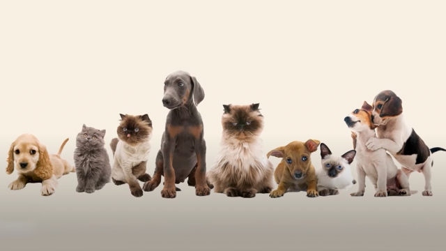 Safeguard Your Furry Friends with Chris Regel State Farm Pet Insurance