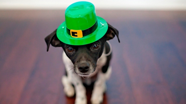 Safeguard Your Furry Friends with Chris Regel State Farm Pet Insurance