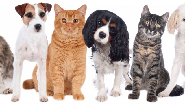 Trust Auntie Linda's for Exceptional Care and Comfort for your Furry Friends!