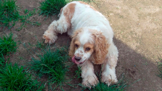 Trust Auntie Linda's for Exceptional Care and Comfort for your Furry Friends!