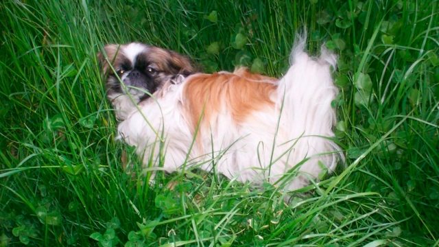 Trust Auntie Linda's for Exceptional Care and Comfort for your Furry Friends!