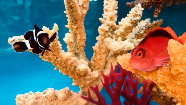 Helping You Build Your Dream Aquarium