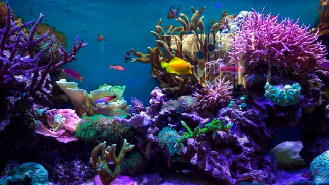 Helping You Build Your Dream Aquarium
