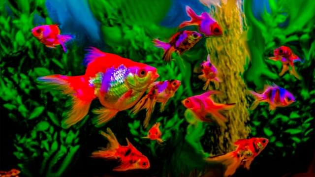 Helping You Build Your Dream Aquarium