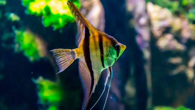 Helping You Build Your Dream Aquarium