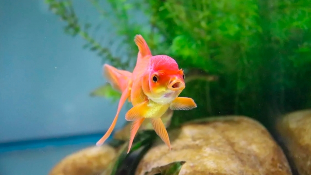 Helping You Build Your Dream Aquarium