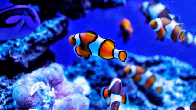 Helping You Build Your Dream Aquarium