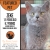 Featured Pet