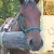 Book a Horseback Ride