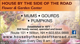 Mums - Gourds - Pumpkins