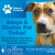 Adopt a Shelter Pet Today!