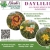 Daylilies All Grown Here in New Hampshire!