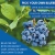 Pick Your Own Blueberries