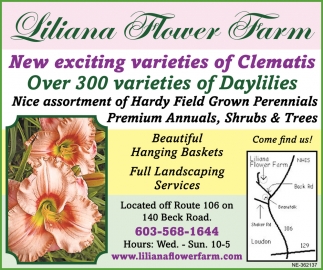 Over 300 Varieties Of Daylilies