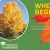 When Leaves Begin To Fall