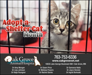 Adopt-A-Shelter-Cat Month, Oak Grove Animal Hospital, Anoka, MN