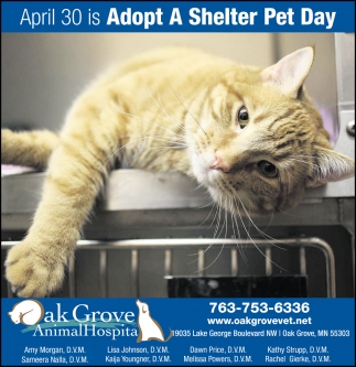 Adopt A Shelter Pet Day