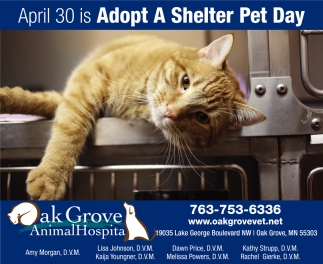 Adopt A Shelter Pet Day