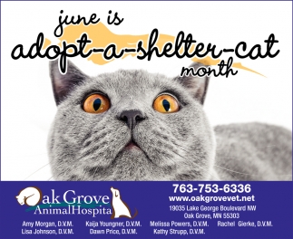 June Is Adopt a Shelter Cat Month