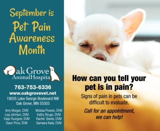 September Is Pet Pain Awareness Month