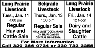 Regular Hay Cattle And Sale