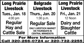 Regular Hay Cattle And Sale