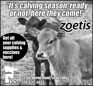 It's Calving Season, Ready Or Not, Here We Come!