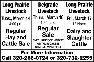 Regular Hay Cattle Sale
