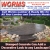 Decorative Look to Any Landscape!