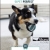 Pet Perfect