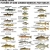 Feature of Some Common Minnesota Fish Families