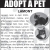 Adopt a Pet - Lamont