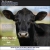 Special Bred Cow/Slaughter Sales!