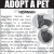 Adopt a Pet - Luz