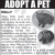 Adopt a Pet - Wally