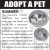 Adopt a Pet - Summer
