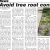 Avoid Tree Root Conflicts
