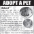 Adopt a Pet - Sully