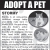Adopt a Pet - Flory