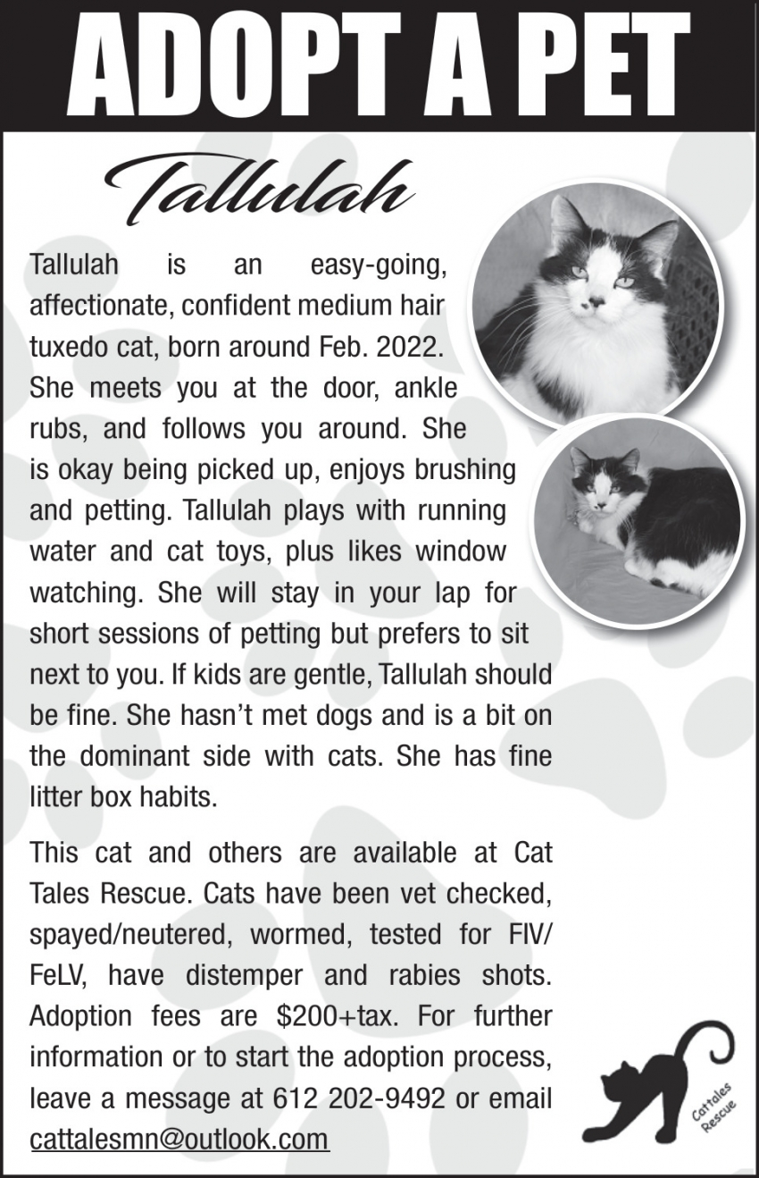 Cat Tales Rescue