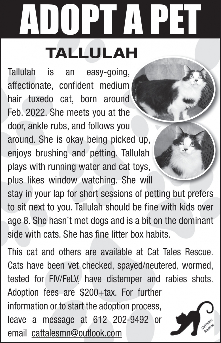 Cat Tales Rescue