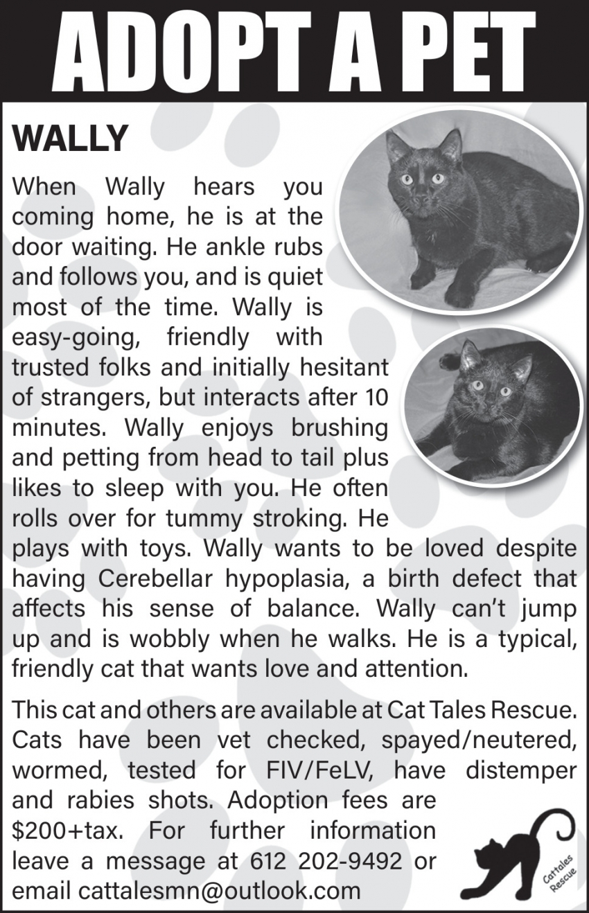 Cat Tales Rescue