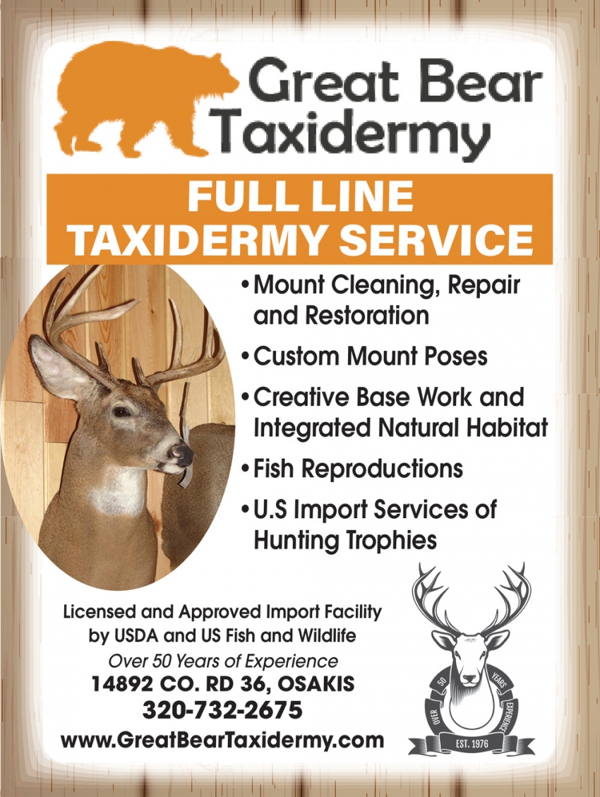 Great Bear Taxidermy 