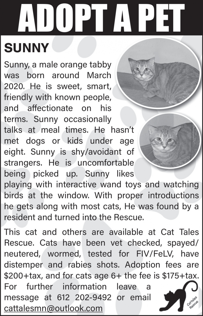 Cat Tales Rescue