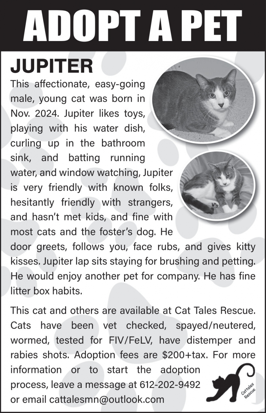 Cat Tales Rescue