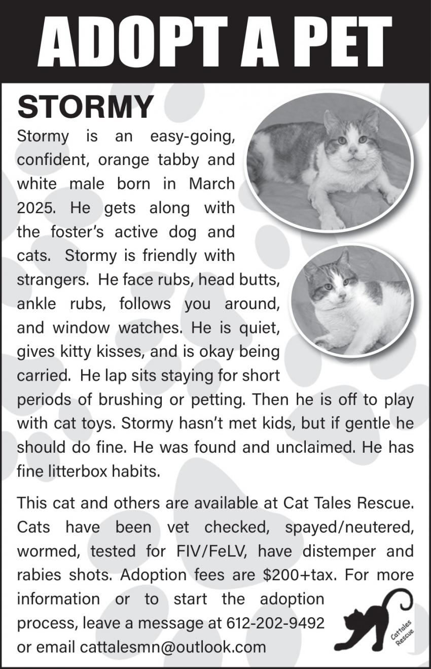 Cat Tales Rescue