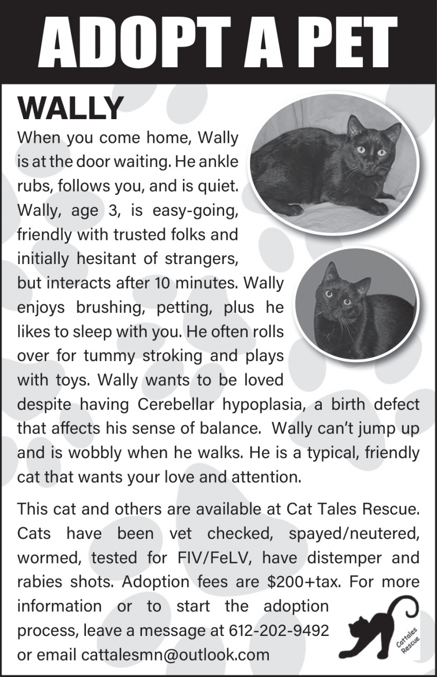 Cat Tales Rescue