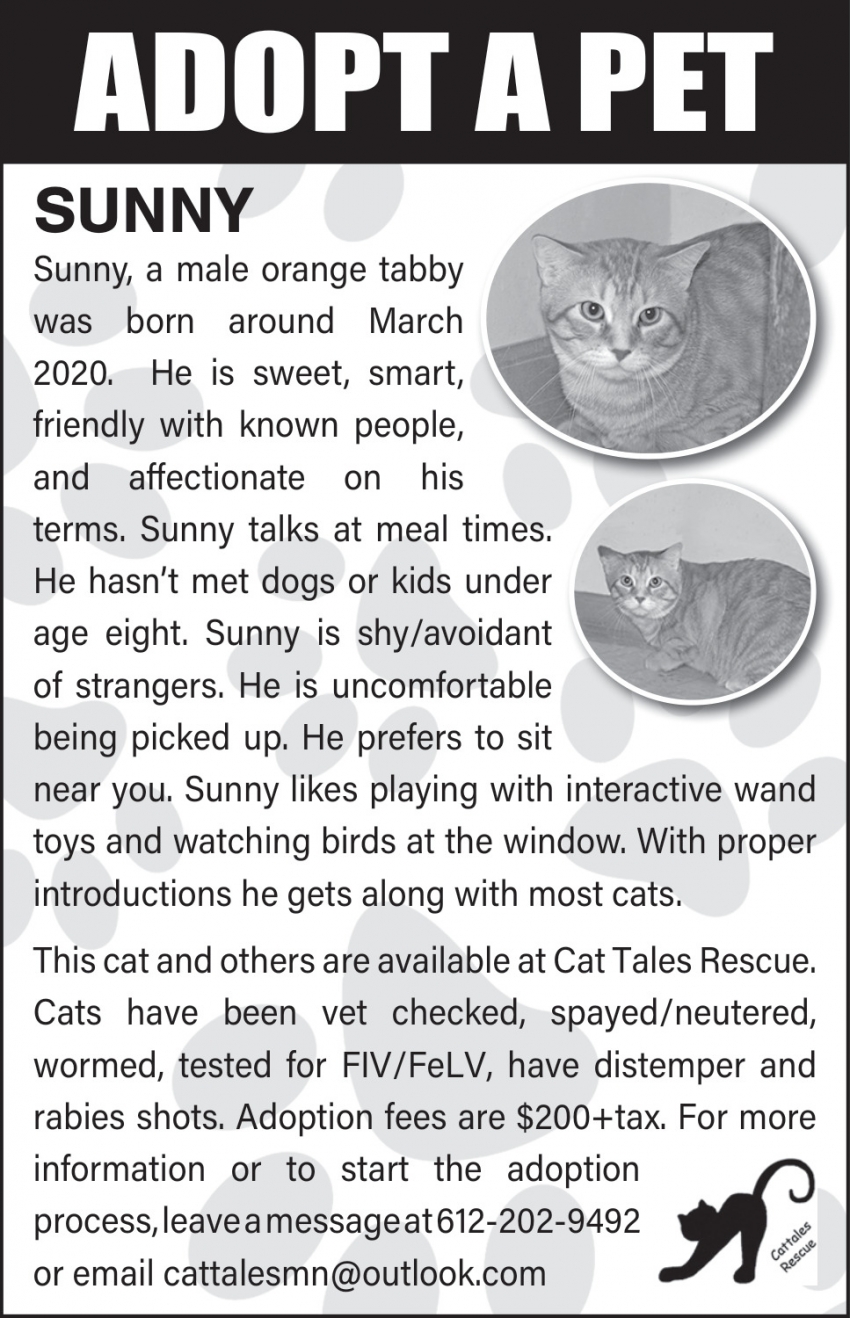 Cat Tales Rescue